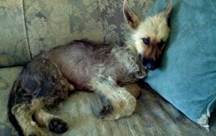 Dog showing signs associated with pituitary dwarfism