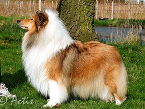 Destiny of Love Actis - Rough Collie dam