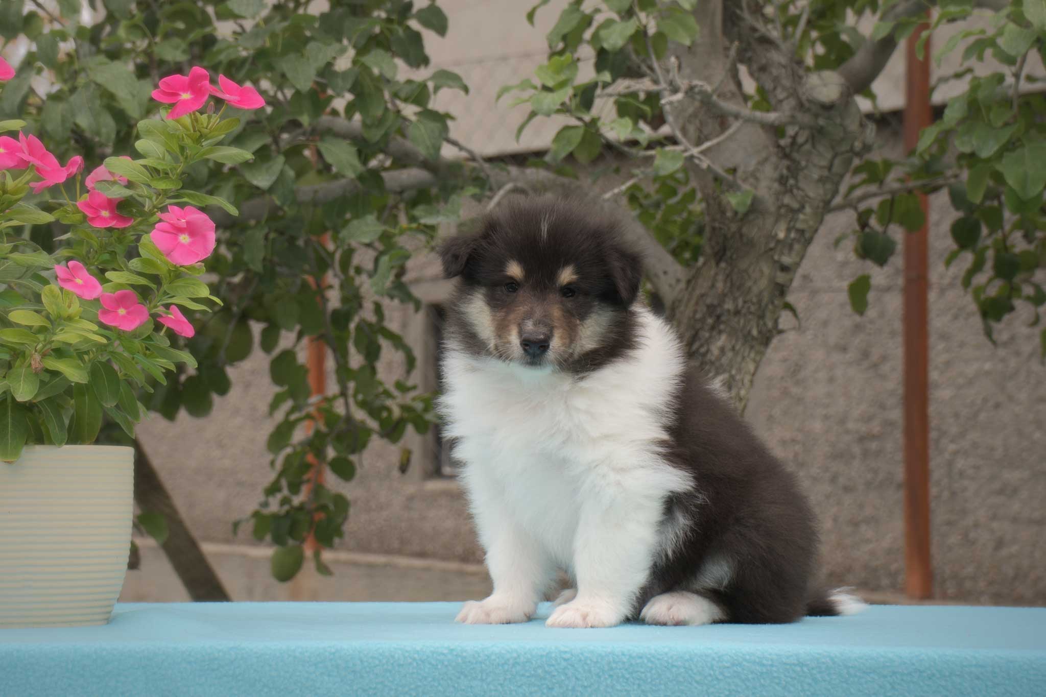 Diospyros - male Rough Collie puppy