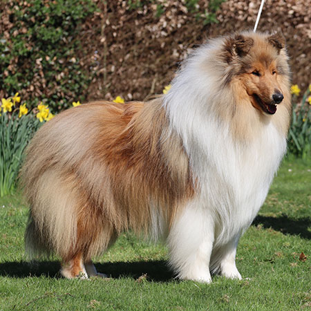 Champion Beldones Ivory Star