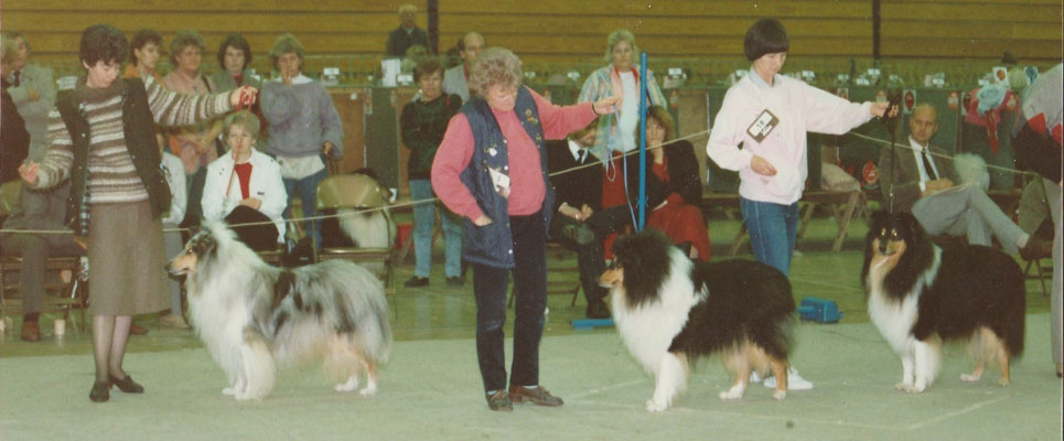 Happy days with Rough Collies