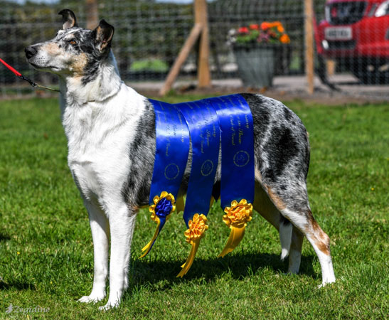 Champion Wynele Alice Blue Gown with Breckamore