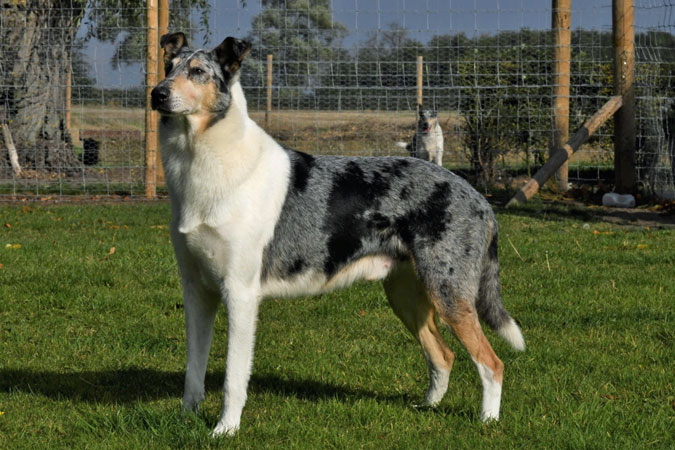 Champion Breckamore By Design