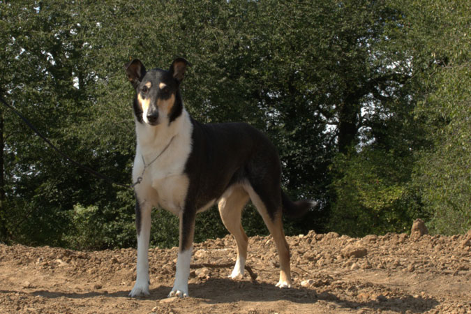 Champion Foxearth Flock Master For Breckamore