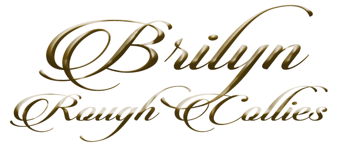 Brilyn Rough Collies