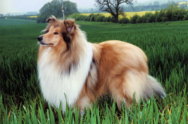 Belgium Champion Carristina Golden Coronet