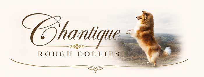 Chantique Rough Collies