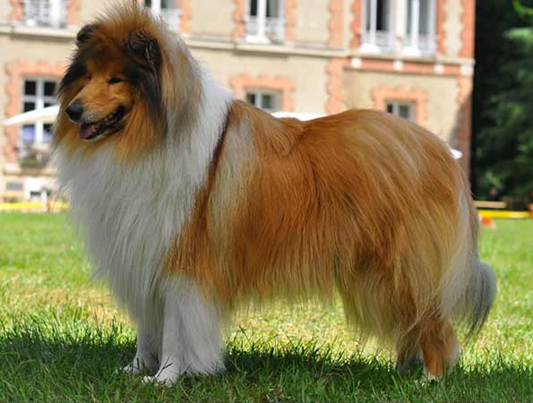 Hanvale Ralph Lauren