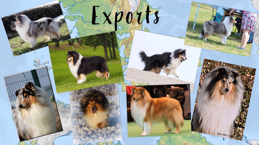 Ladnar Rough Collies exports