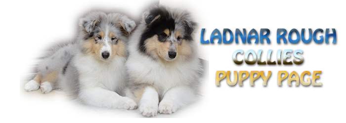 Ladnar Rough Collies puppy page
