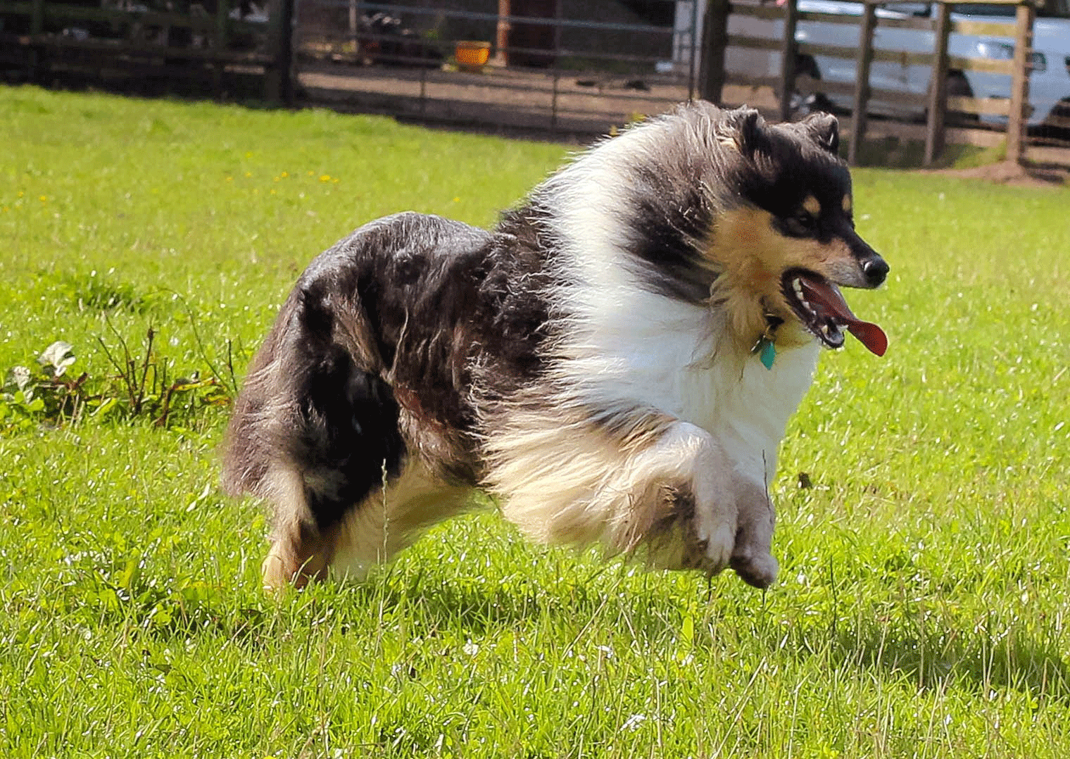 Lillyway Rough Collie