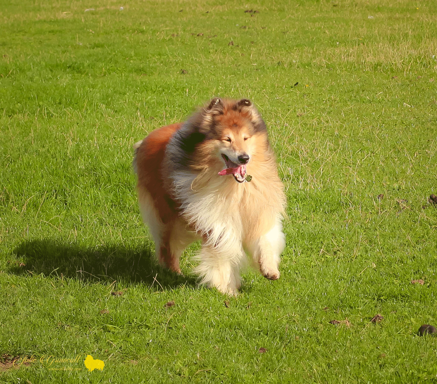 Lillyway Rough Collie