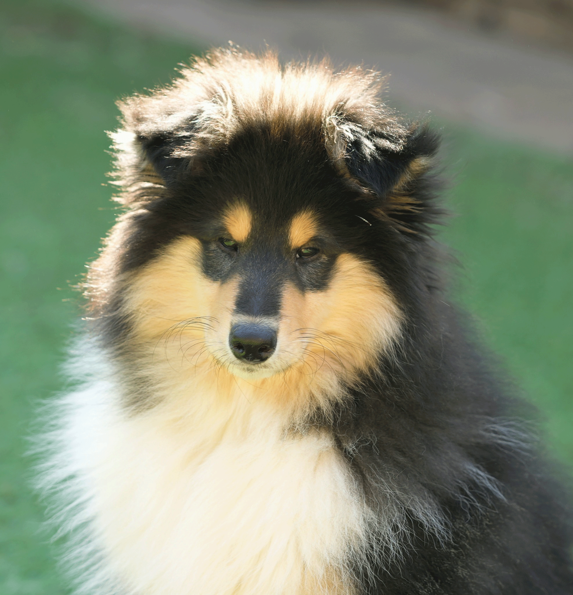 Lillyway Rough Collie