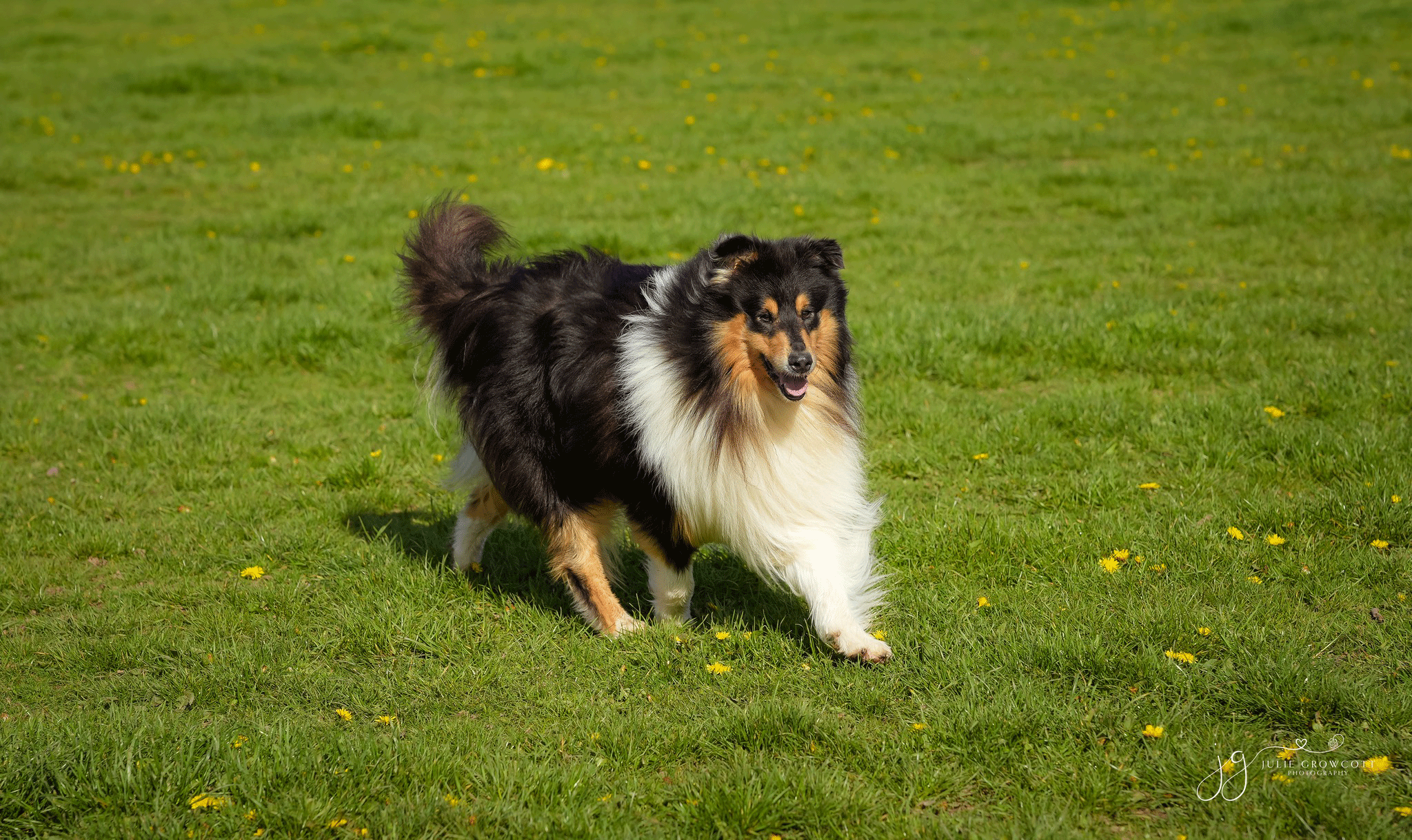 Lillyway Rough Collie