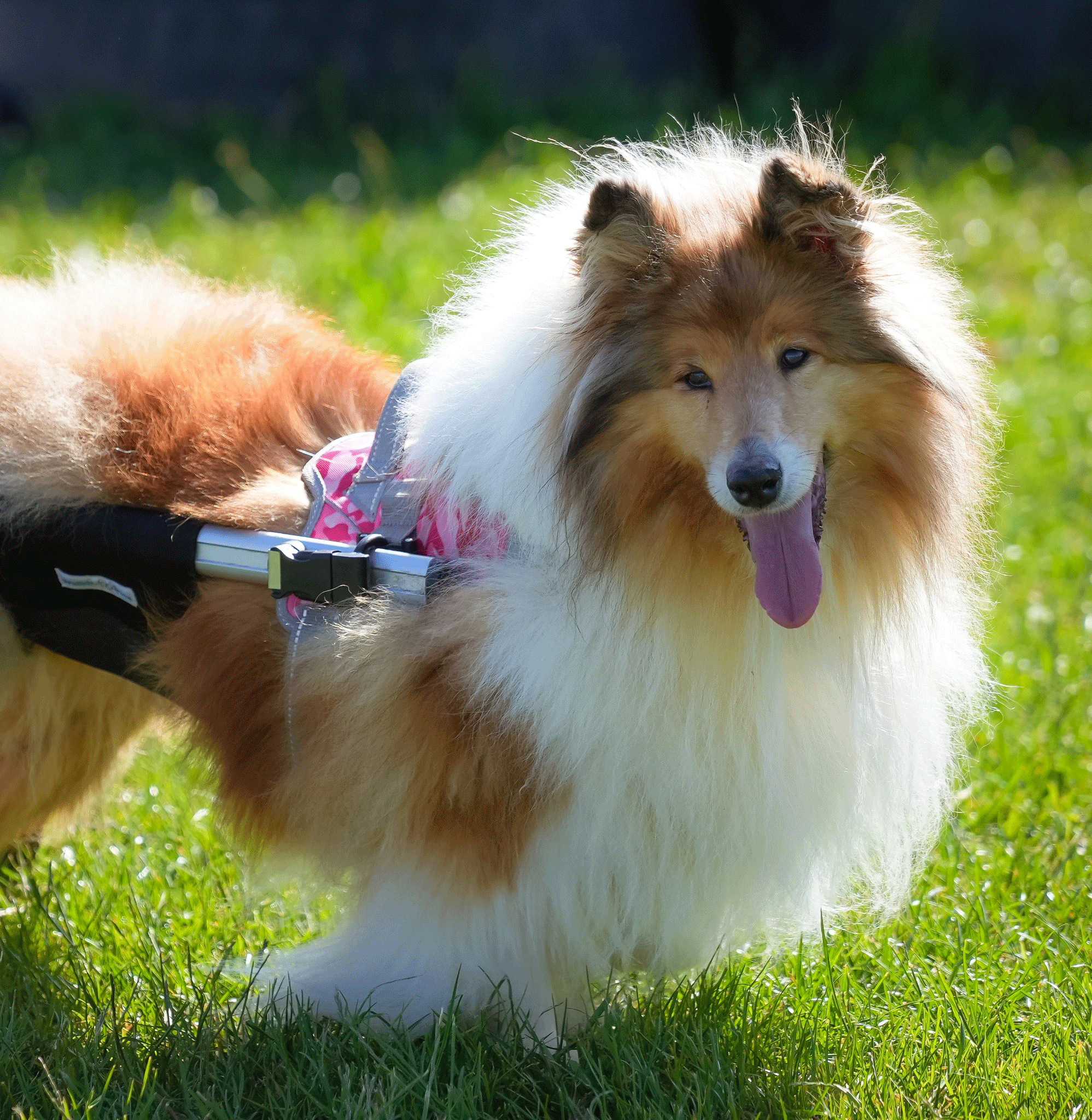 Lillyway Rough Collie