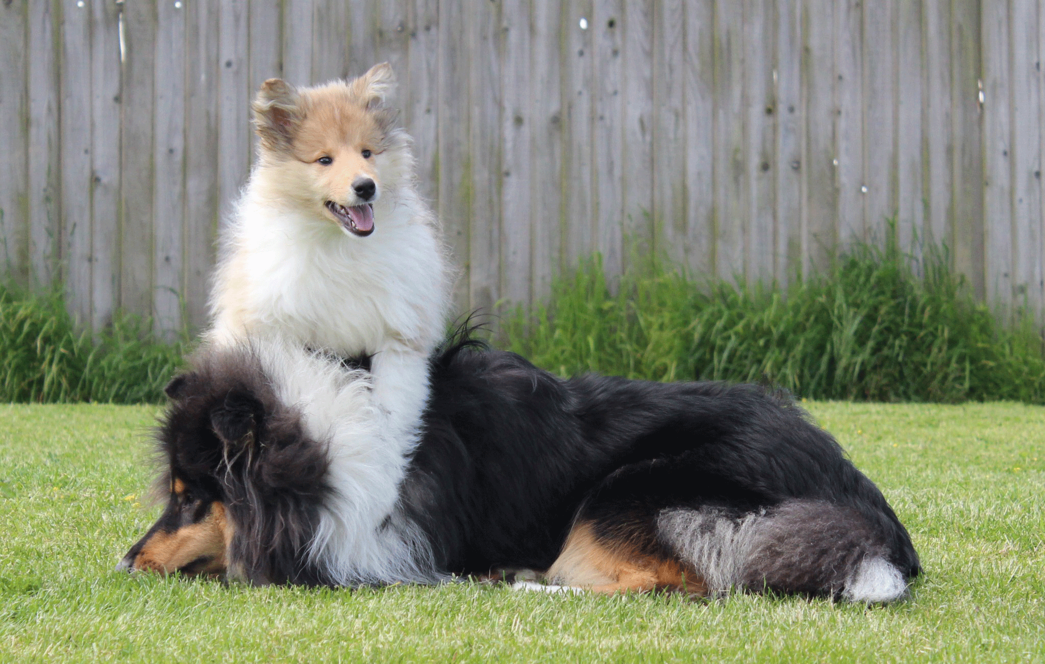Lillyway Rough Collie