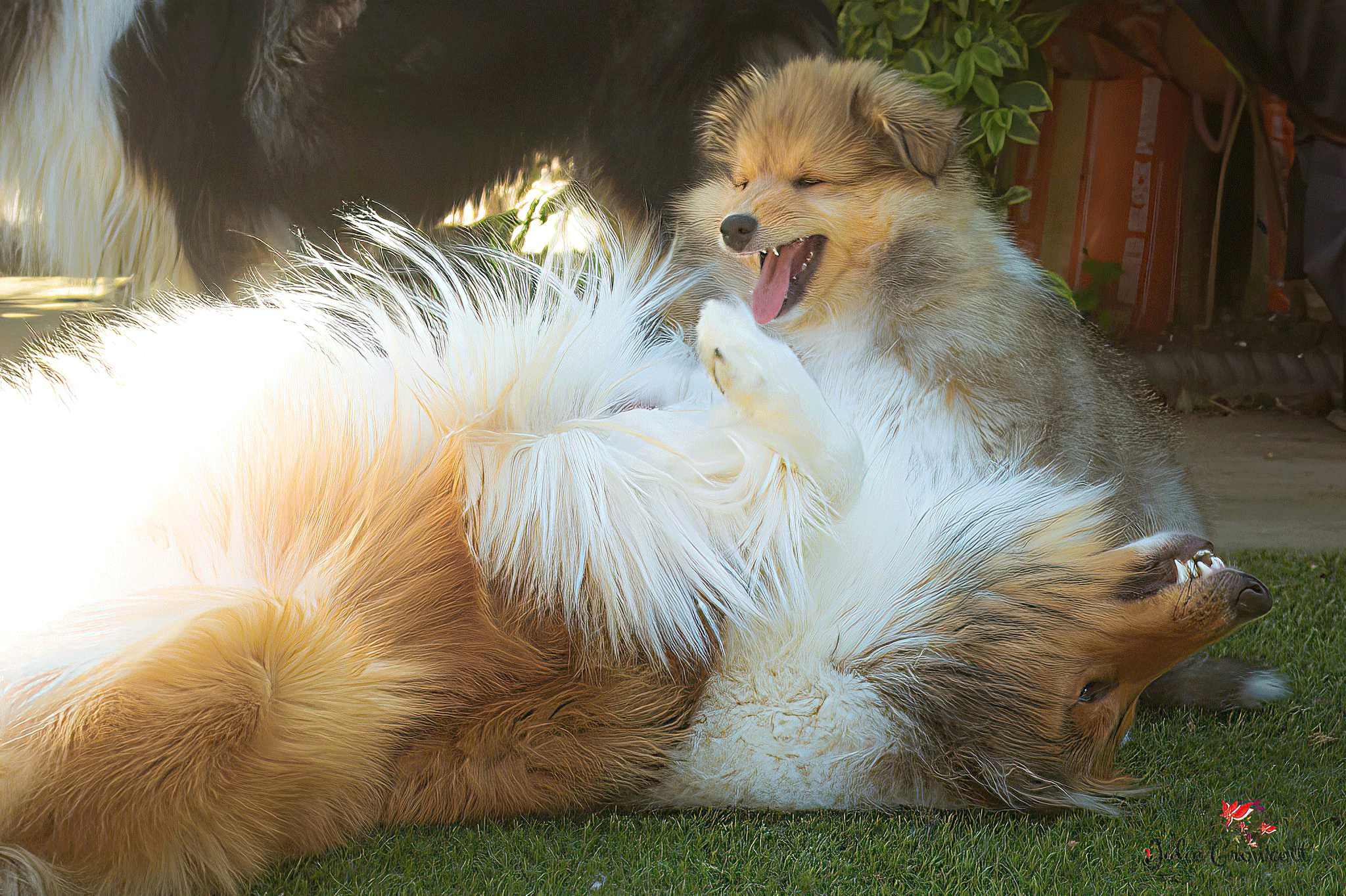 Lillyway Rough Collie