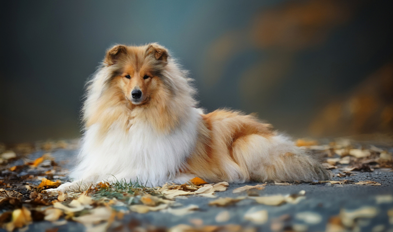 Sadie at 12 months