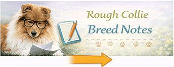Rough Collie breed notes