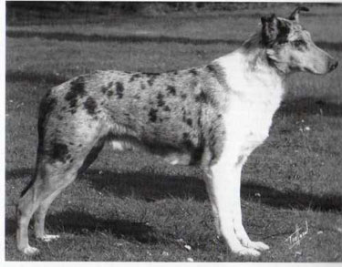 Champion Fido Fax to Foxearth
