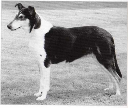 Champion Foxearth Farah