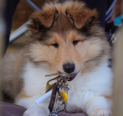 Rough or Smooth Collie photograph