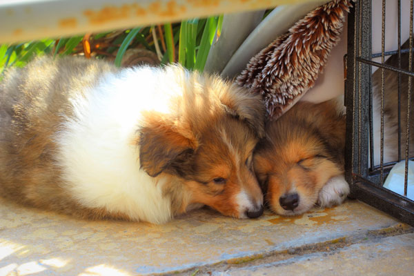 Rough or Smooth Collie photograph