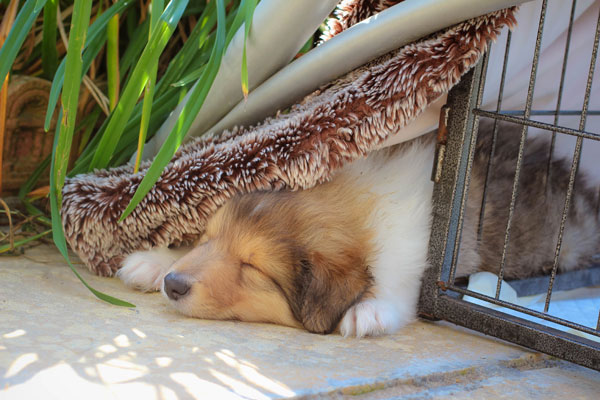 Rough or Smooth Collie photograph