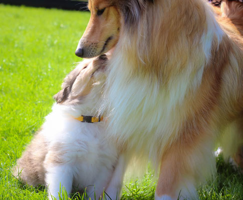 Rough or Smooth Collie photograph