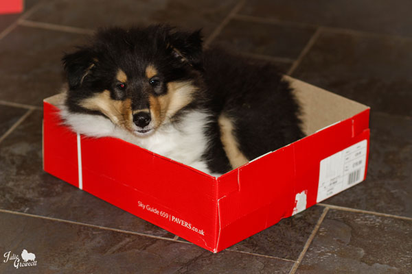 Collie photograph - puppybox