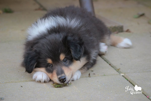 Collie photograph - toby