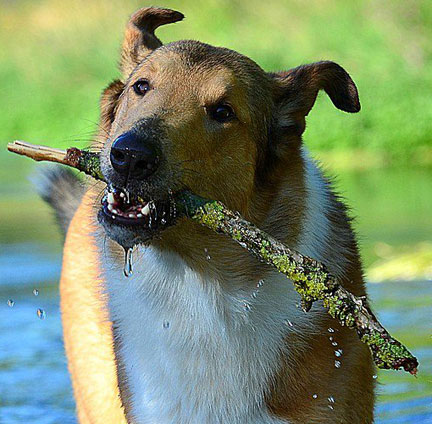 Rough or Smooth Collie photograph