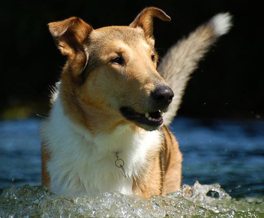 Rough or Smooth Collie photograph