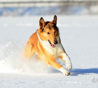 Collie photograph - alexandrafink