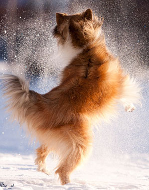 Collie photograph - alisestorchak