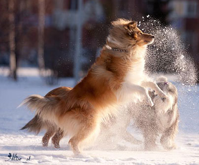 Collie photograph - alisestorchak