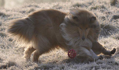 Collie photograph - barney