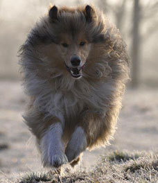 Collie photograph - barney