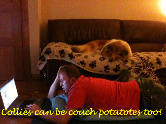 Collie photograph - couchpotatot