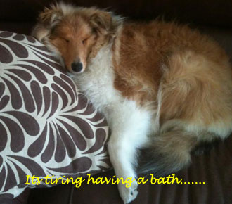 Collie photograph - huffafterbath