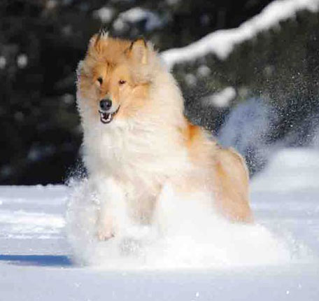 Collie photograph - snow