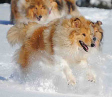 Collie photograph - snow