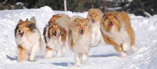 Collie photograph - snow
