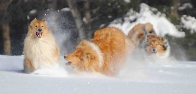 Collie photograph - snow
