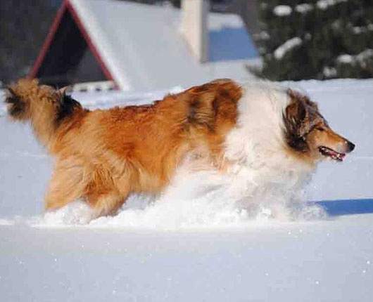 Collie photograph - snow