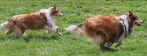 Collie photograph - taraandted