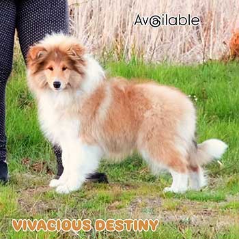 Rough Collie puppy advertised on Collielife