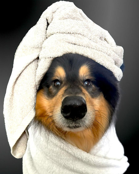 Rough Collie having a bath