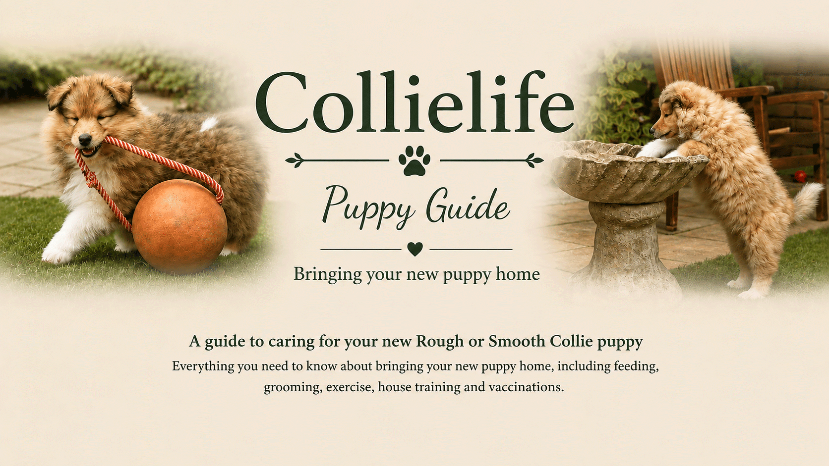 Collielife Puppy Guide