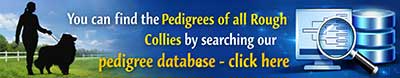 Search the Collielife pedigree database